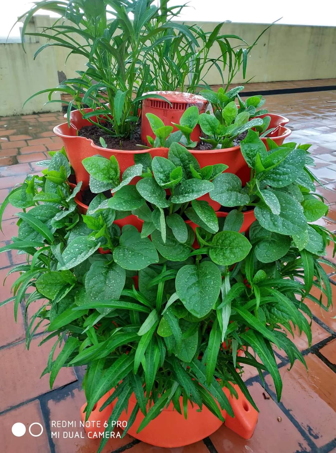 [HCM]Tháp trồng rau hữu cơ Eco Việt Nam