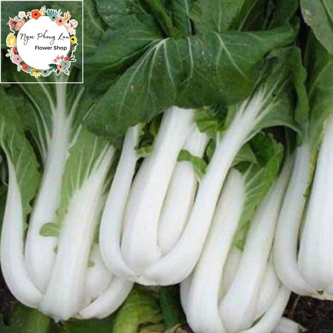 Hạt Giống Cải Bẹ Trắng - Gói 20 Gram