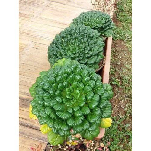 hạt giống cải hoa hồng 200 hạt (cải Tatsoi)