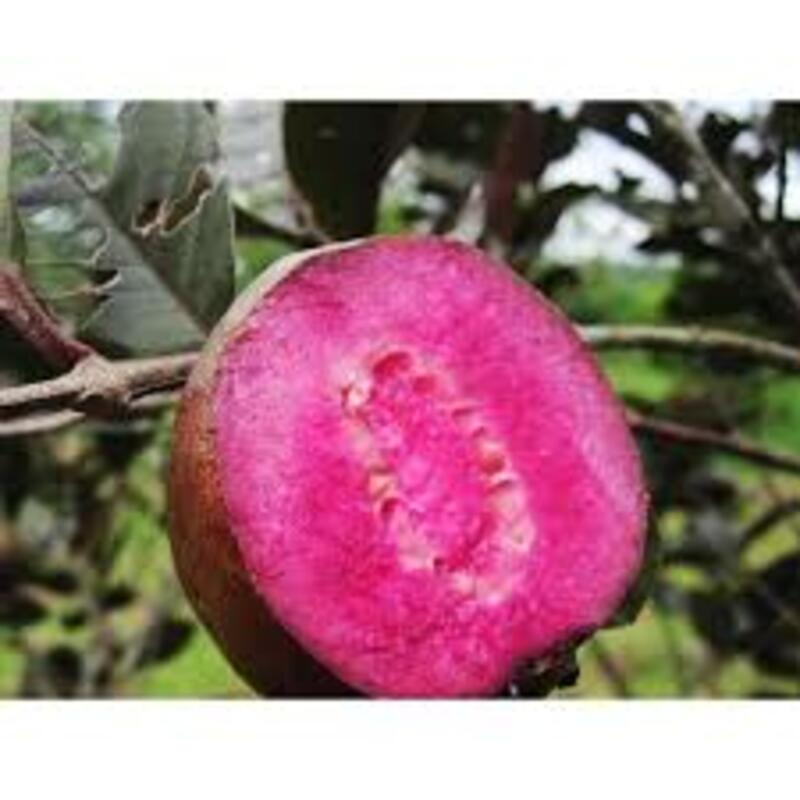 cây giống ổi tím (ổi đỏ malaysia) giống ổi mới nhập khẩu