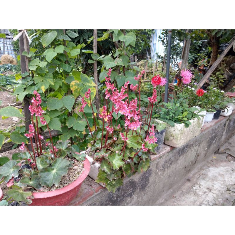 Hoa sen cạn (cây con)