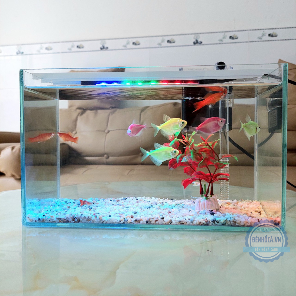 Bể cá mini 30cm COMBO đầy đủ phụ kiện