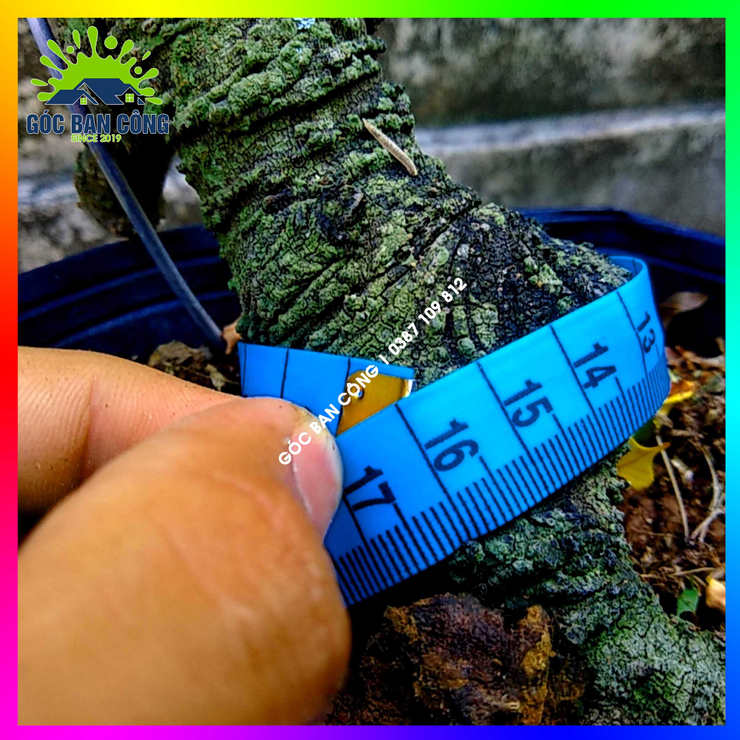 Cây Khế Bonsai Mini Gốc Quái - KBS12