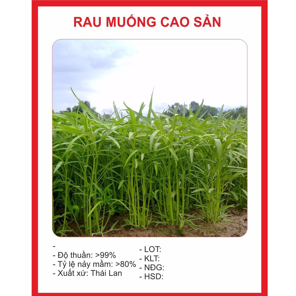 [HCM]Hạt Giống Rau Muống Lá Tre