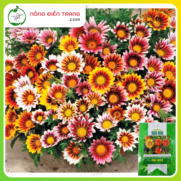 Hạt giống cúc huân chương mix nhiều màu - sắc hoa rực rỡ, sinh trưởng quanh năm