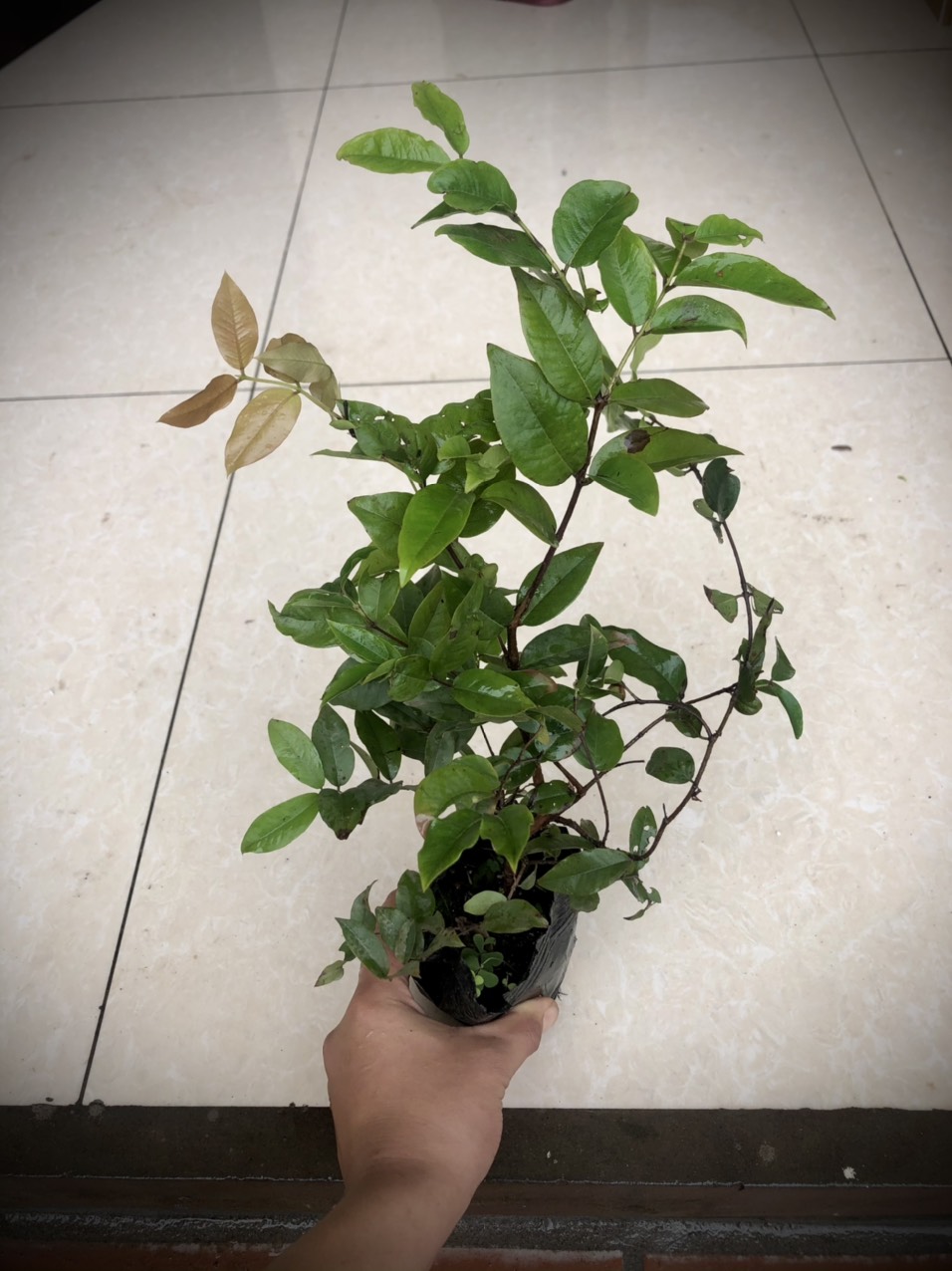 Cây nho thân gỗ tứ quý lá lớn (tem chuẩn giống)