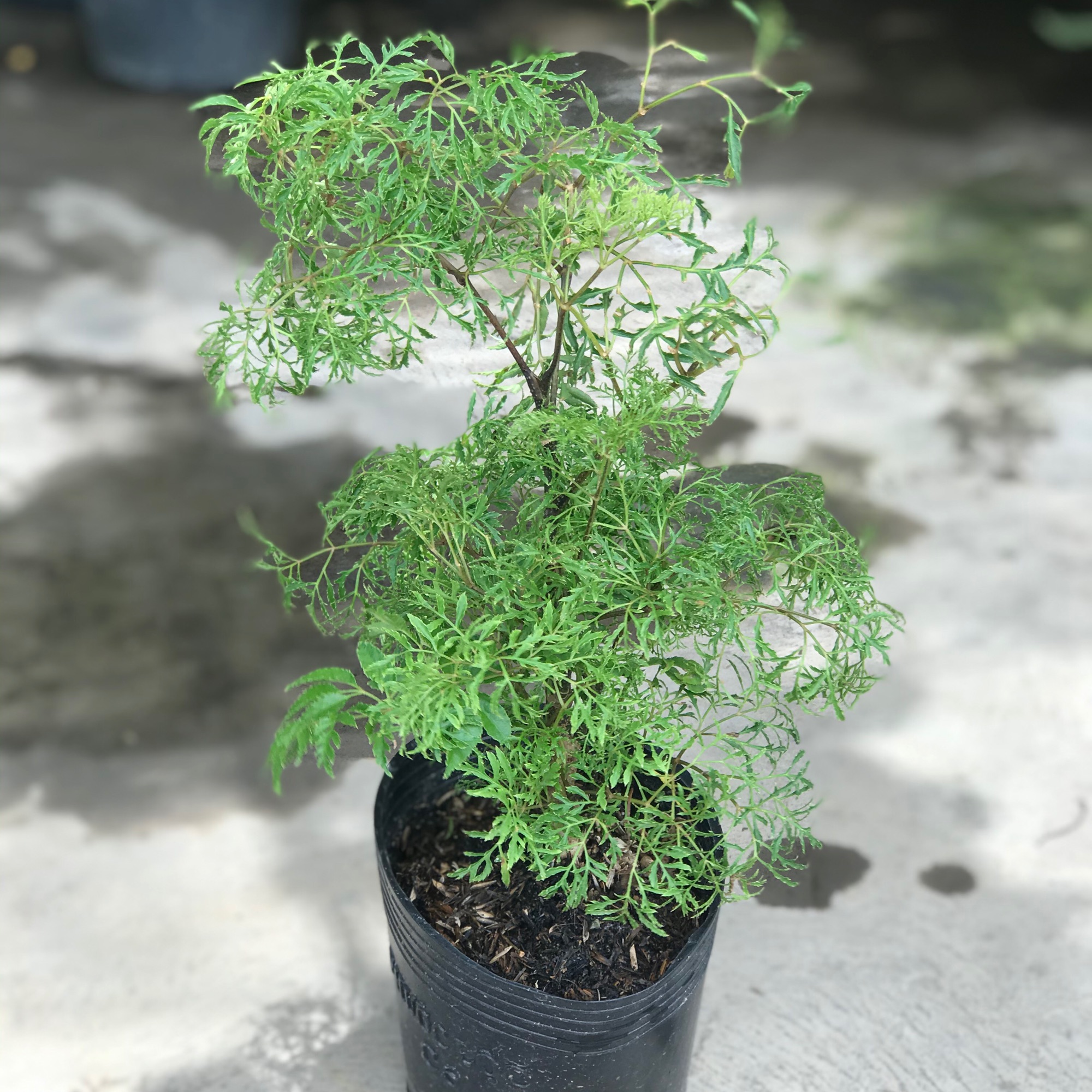Cây Đinh lăng + tặng phân bón cho cây mau lớn