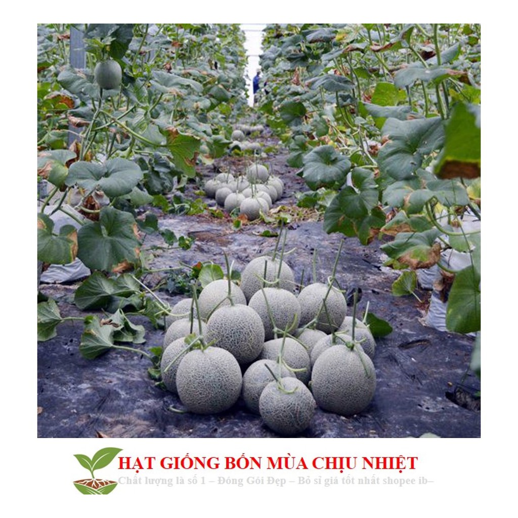 11B Hạt Giống Dưa Lưới Lõi Vàng Oval (10 Hạt)