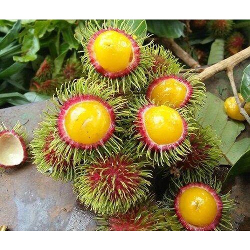 CHÔM CHÔM RUỘT VÀNG SIÊU SỚM ( giống ghép siêu sớm)