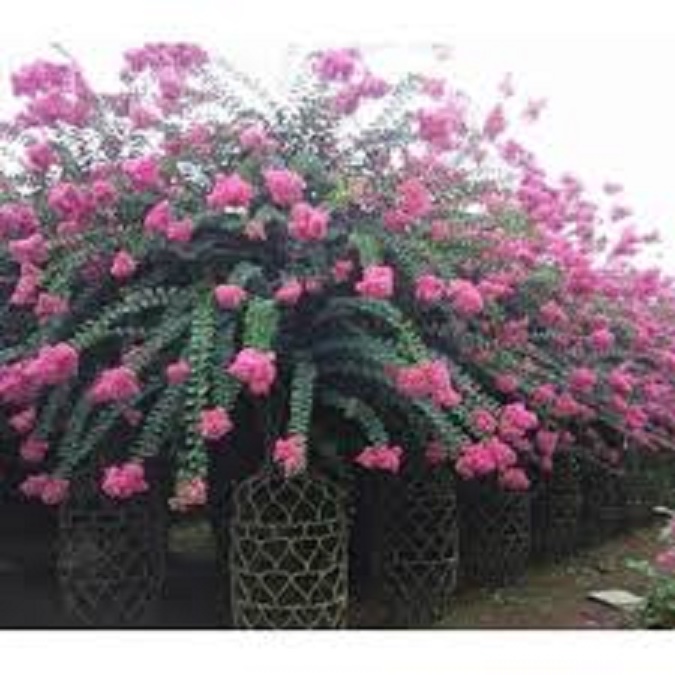 Hoa tường vi bầu size lớn