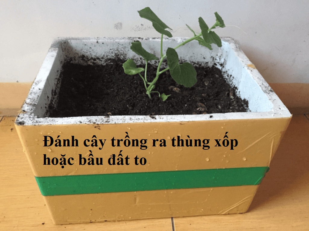 HẠT GIỐNG DƯA LƯỚI VỎ VÀNG 10 hạt