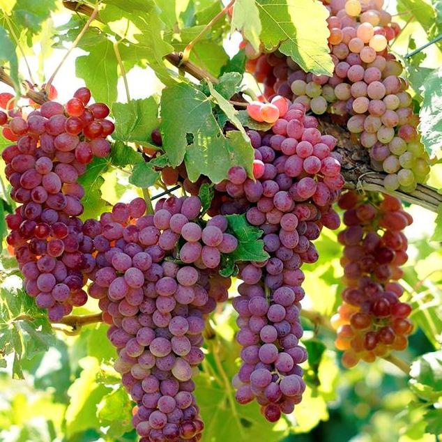 Hạt Giống Nho Pháp Leo Giàn ( Gói 10 Hạt) - Dễ Trồng, Siêu trái