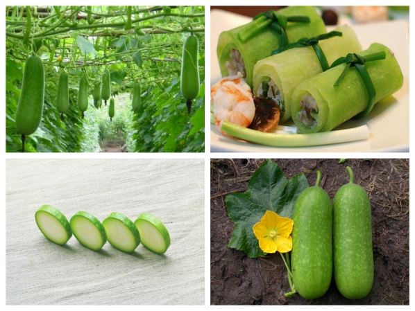 Hạt Giống Bí Đao Chanh