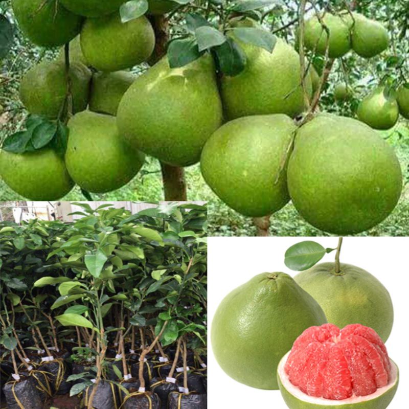 CÂY GIỐNG BƯỞI RUBY THÁI LAN (cây giống siêu sớm có bảo hành )
