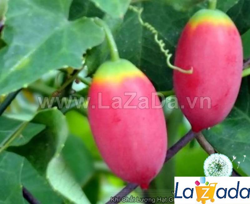 SỈ- Hạt Giống Cây Bình Bát Dây Dây Bát Mãng Bát (50Hạt)