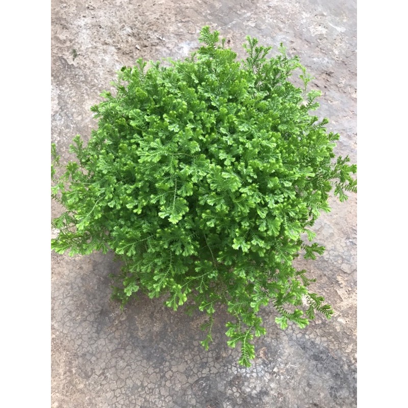Rêu san hô- sợ rêu mịn sum xuê phủ đều chậu.