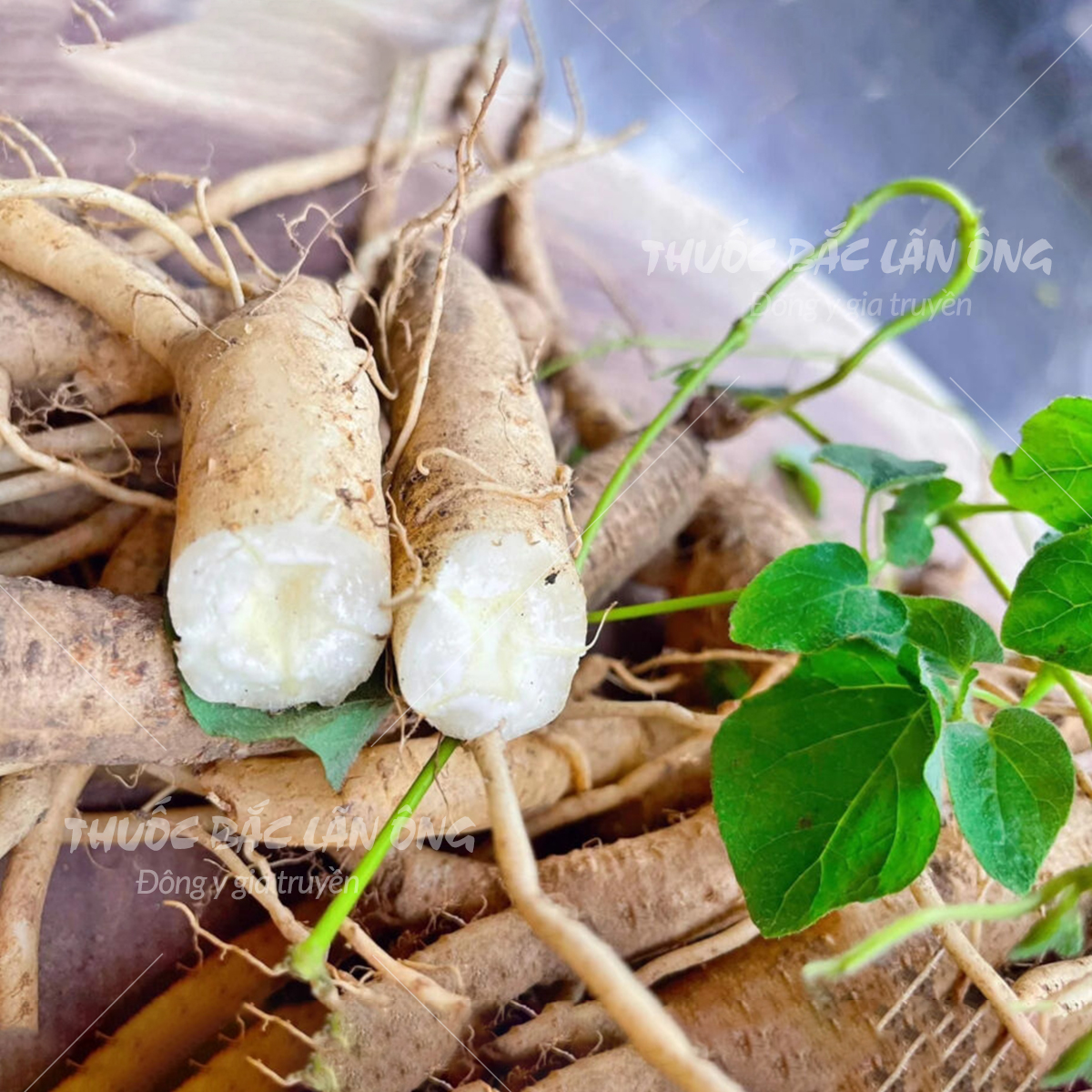 Phòng đẳng sâm 100g, cọng to, thơm, già - Lãn Ông