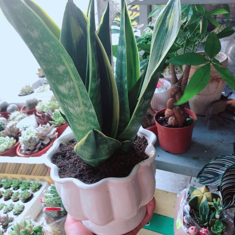 Chậu lưỡi hổ hoàng kim