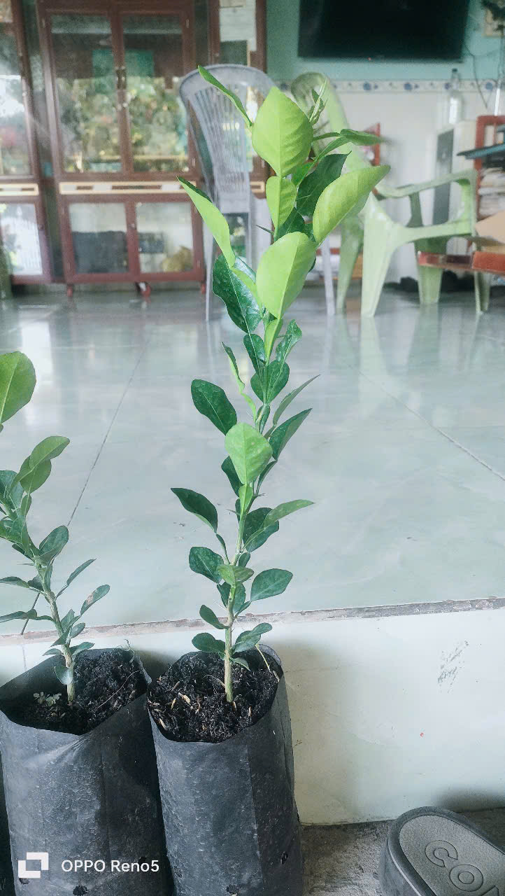 Chanh thái. Cây chúc.10 CÂY ĐẸP. 500K