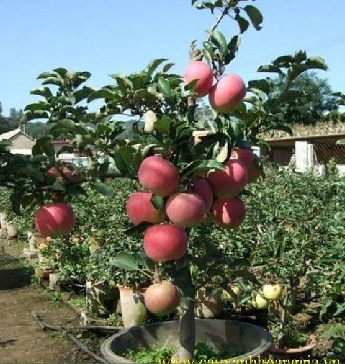 Hạt giống cây táo lùn đỏ ( táo bonsai ) - Gói 10 hạt