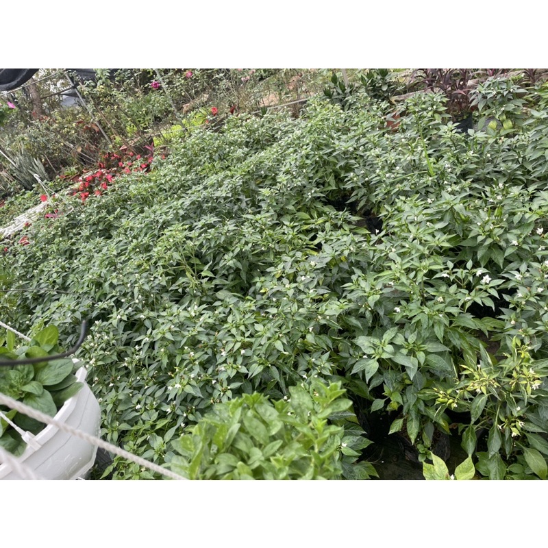 CÂY ỚT CHỈ THIÊN F1 Siêu cay