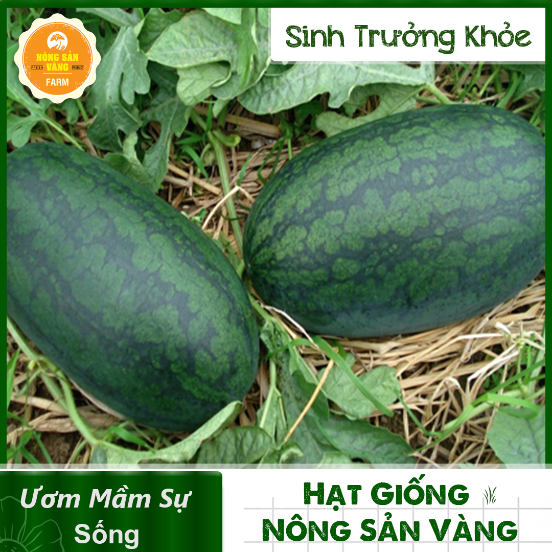 Hạt giống Dưa Hấu Vỏ Xanh Đen, Sọc Mờ, Siêu Ngọt, Ít Hạt (Gói 20 Hạt) - Nông Sản Vàng