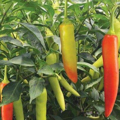 20 Hạt Giống Ớt Sừng Dễ Trồng, Sai Trái