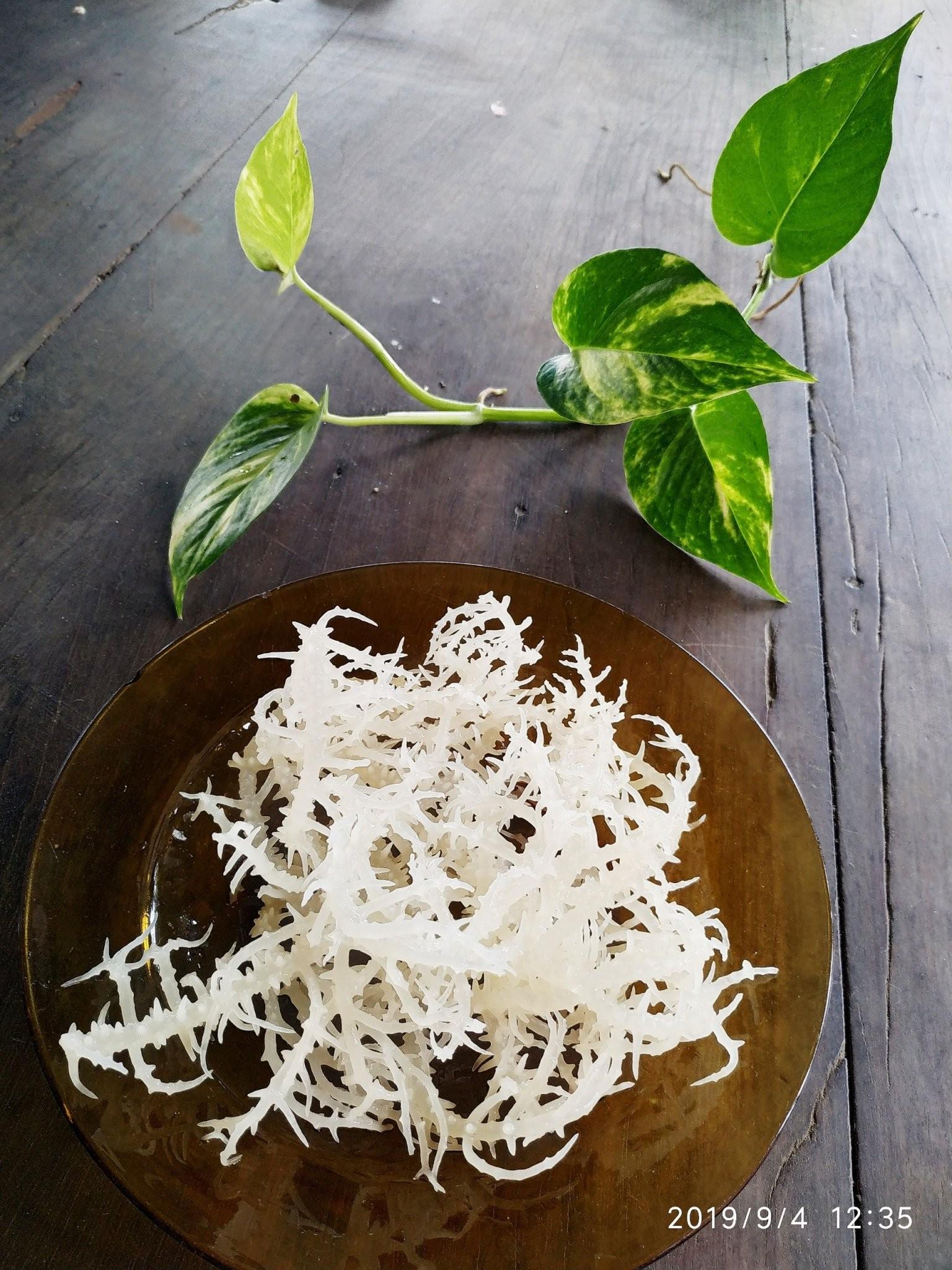 Rong Sụn - Rong Biển Trắng - 1kg
