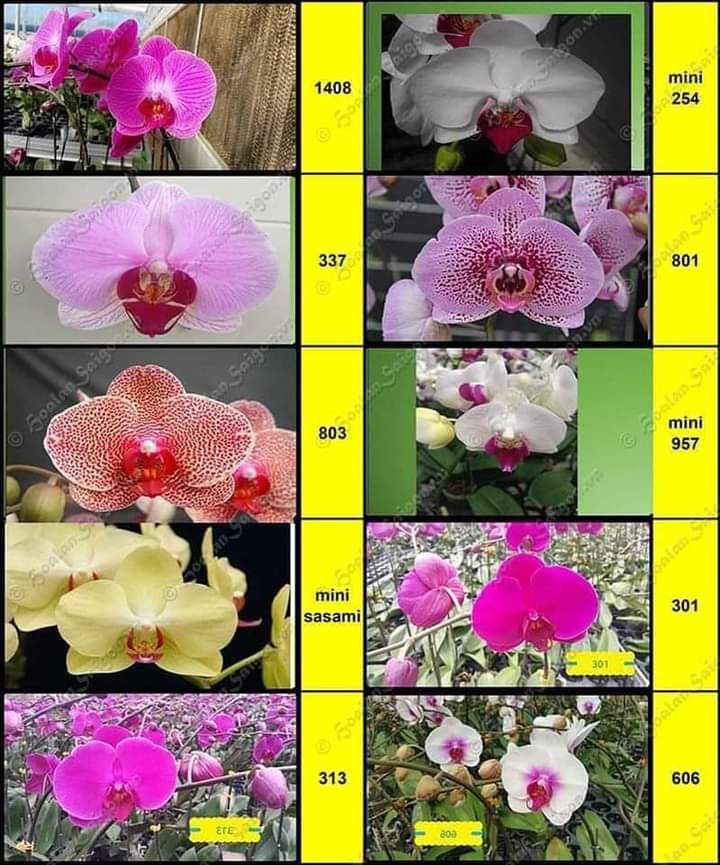 Hồ điệp hoa đại giống