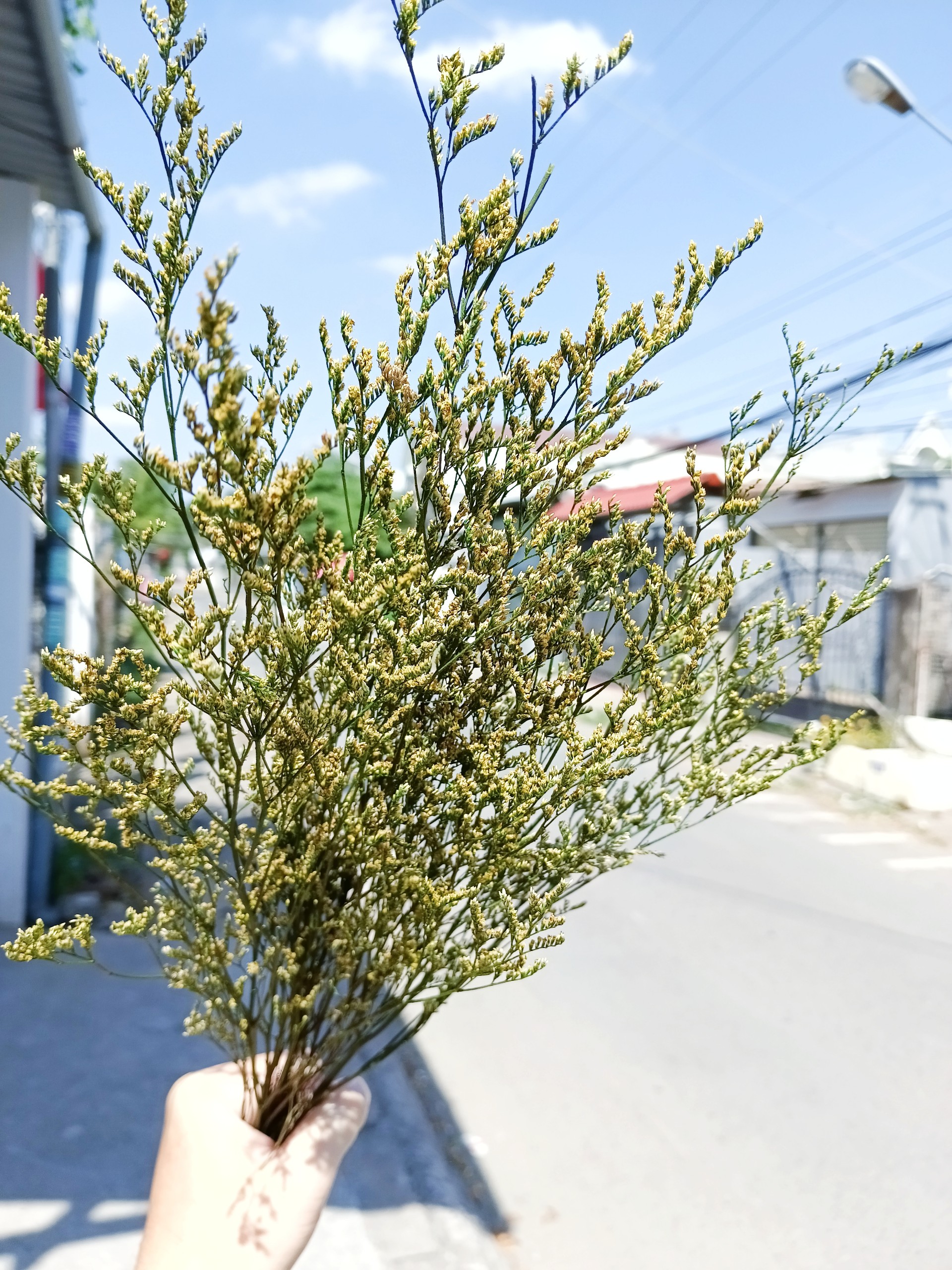 hoa sao khô - sao đuôi công - cắm bình