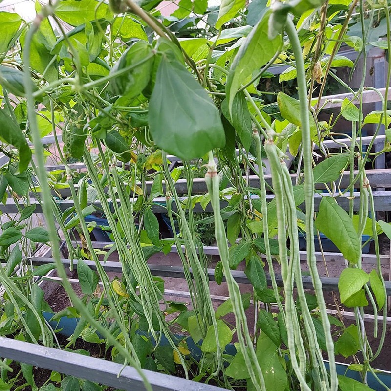 Hạt Giống Cây Đậu Đũa 10g