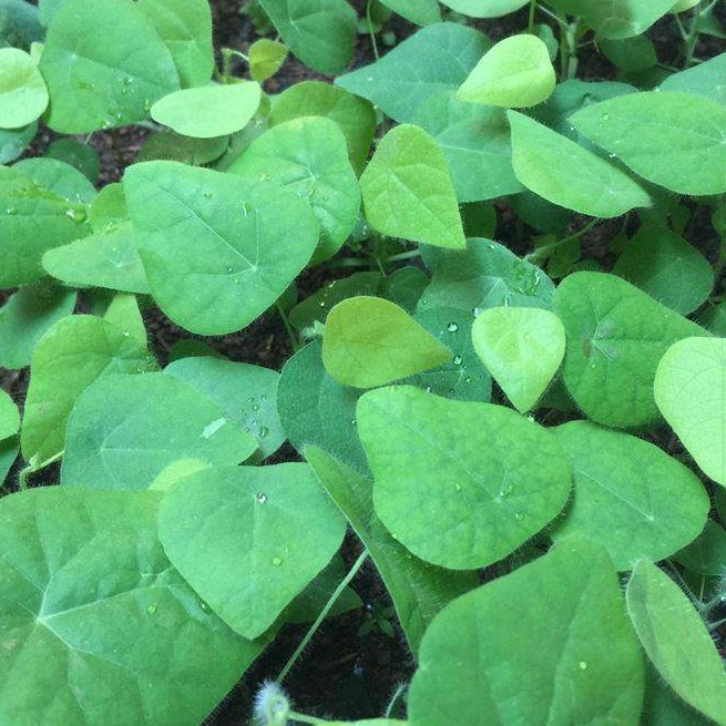 Hạt Giống Rau Sam Rado 683  Rạng Đông Gói 1Gram