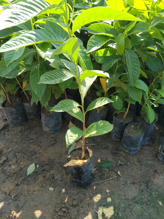5 Cây bằng lăng tím cao 50cm