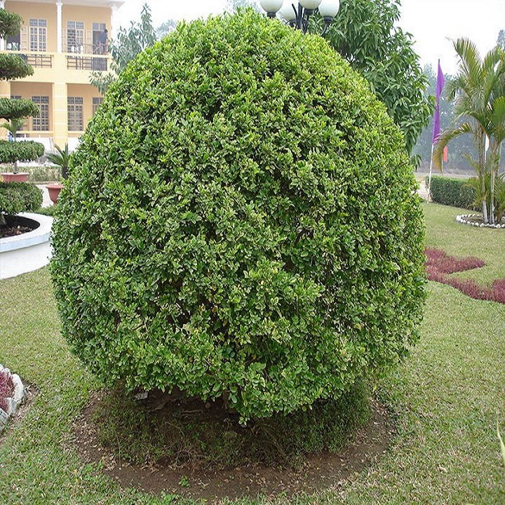 CÂY NGÂU HOA VÀNG TẠO HÌNH THÁP, CÂY CAO 70CM-1M