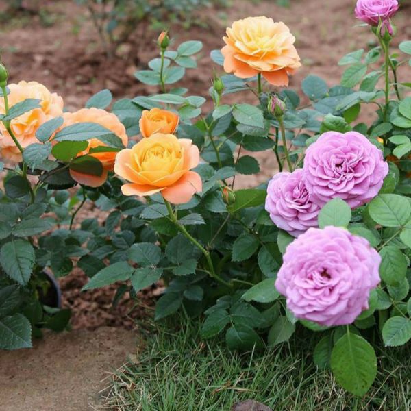 Combo Sỉ 03 Gốc Hoa Hồng Nhung