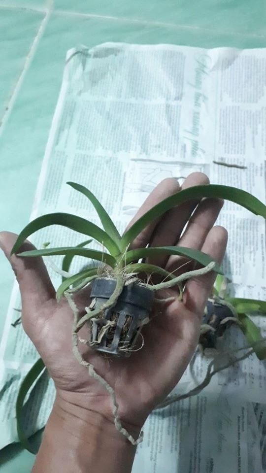 6 cây lan ngọc điểm giống