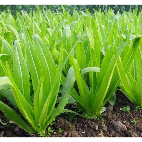 Cây giống rau diếp thơm - cây giống to khỏe đẹp
