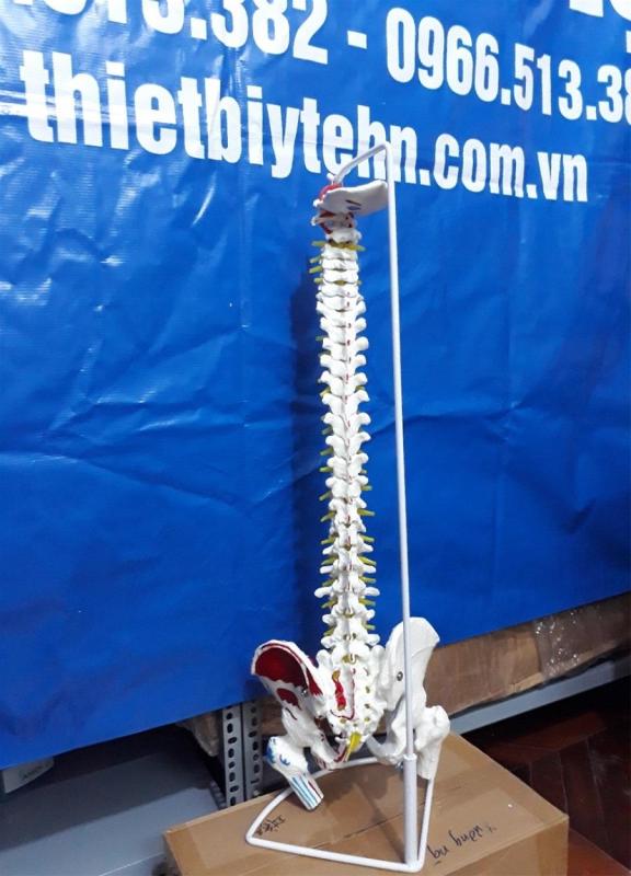 Mô hình cột sống giải phẫu dài 83cm nhập khẩu