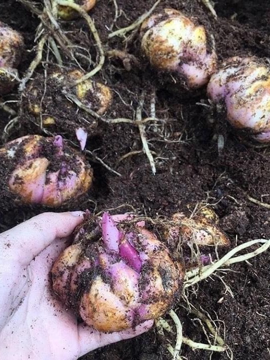 CỦ LY CAO THƠM KÉP NHẬP KHẨU HÀ LAN ĐỦ MÀU SẮC