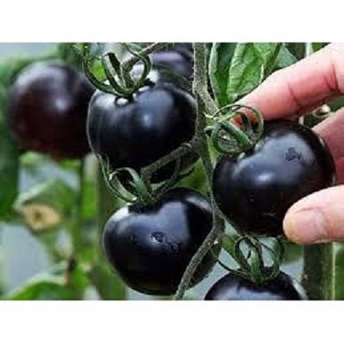 Hạt giống RĐ - Cà chua cherry đen 643-12k