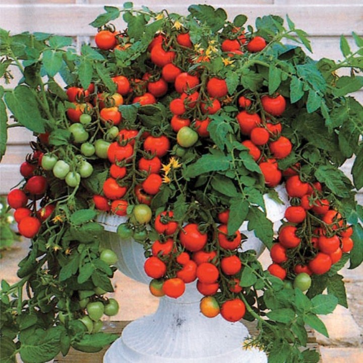 Gói 30 hạt giống cà chua cherry lùn đỏ