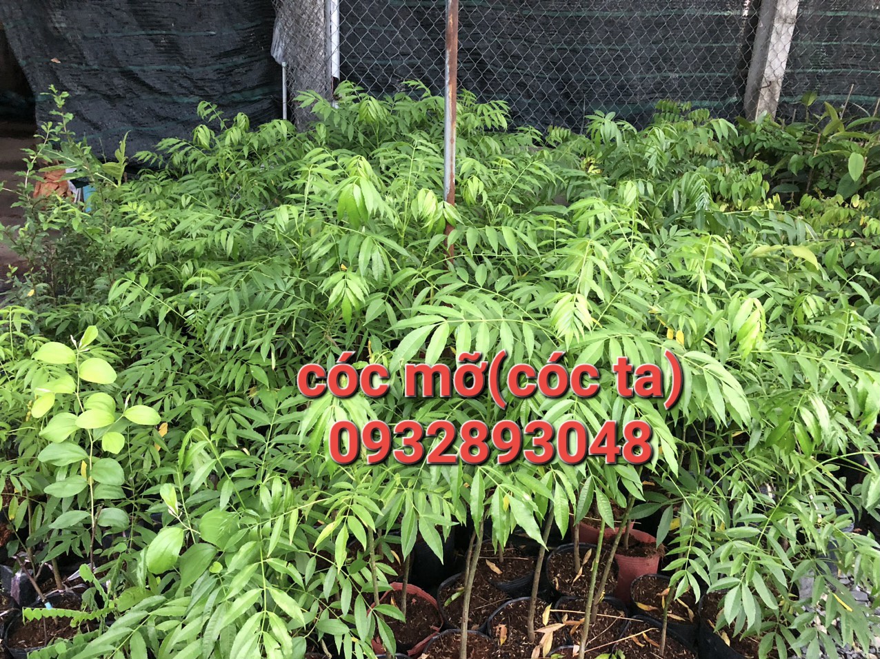 CÂY GIỐNG CÓC MỠ(CÓC TA,CÓC TRÁI TO).Cây cao trung bình 50cm 100cm