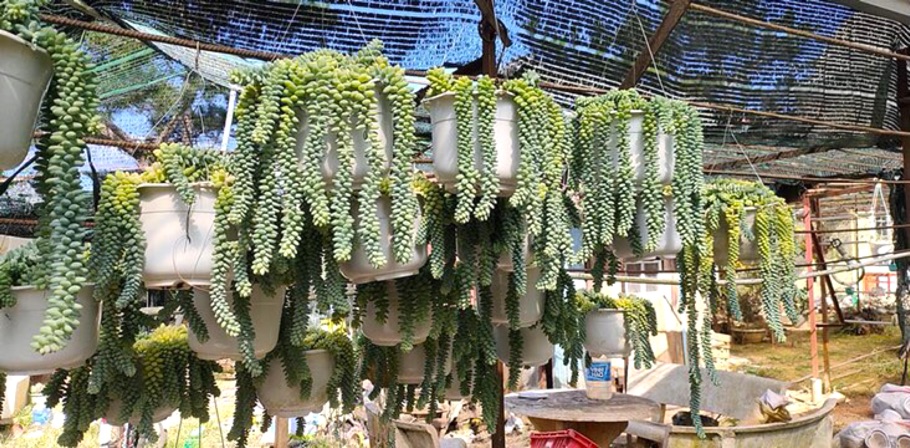 CHẬU TREO SEN ĐÁ CHUỖI NGỌC BI LỚN ( SIÊU XINH, ĐÃ THUẦN KHÍ HẬU )
