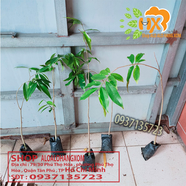 [HCM]combo 5 cây  gió bầu (cây giống)