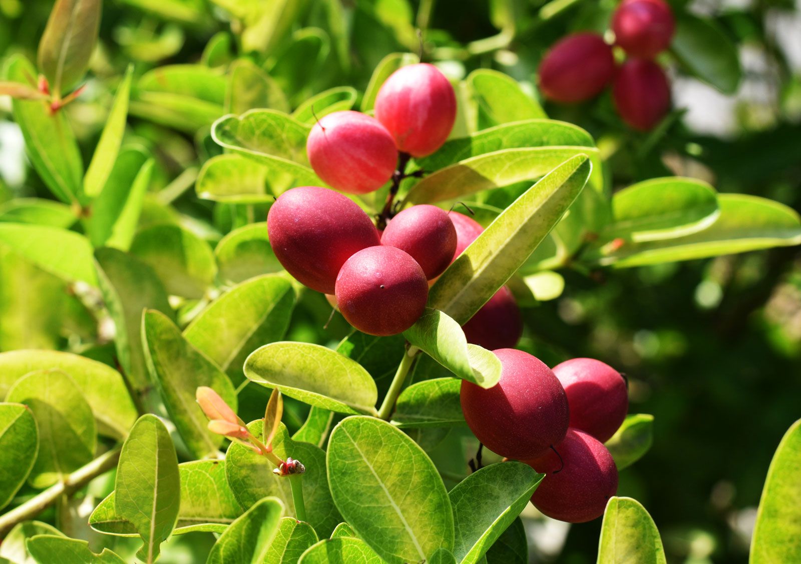 Cây giống Cây Thần kì