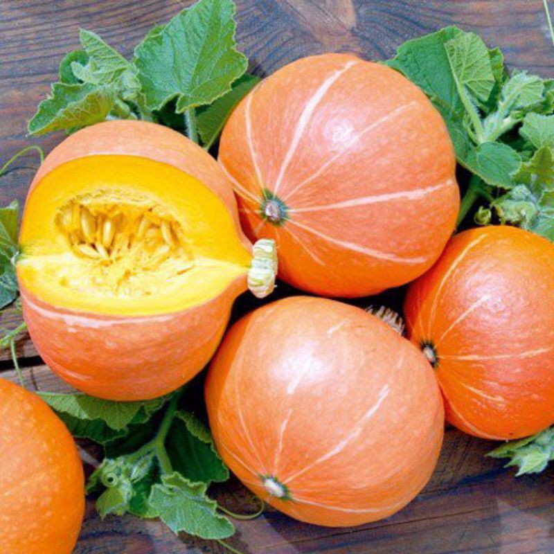 Hạt Giống Bí Ngô Mini