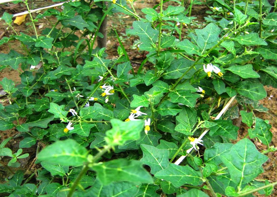 Cây cà gai leo giống (tem chuẩn giống)