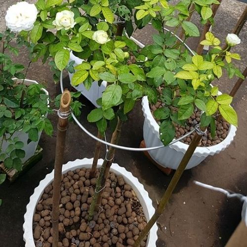 1kg VIÊN ĐẤT NUNG ( SỎI NHẸ ) SFARM