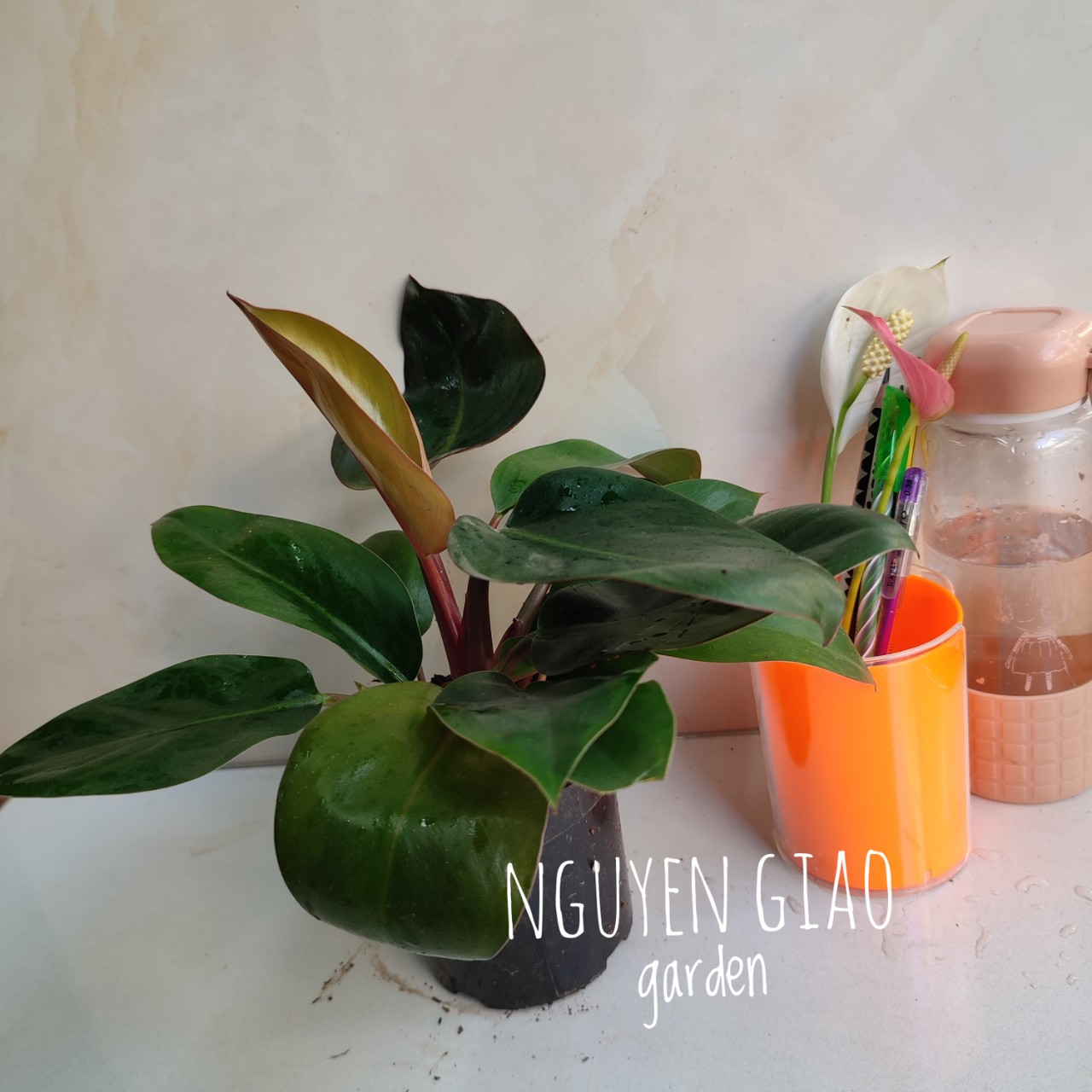Cây trầu bà đế vương đỏ chậu nhựa
