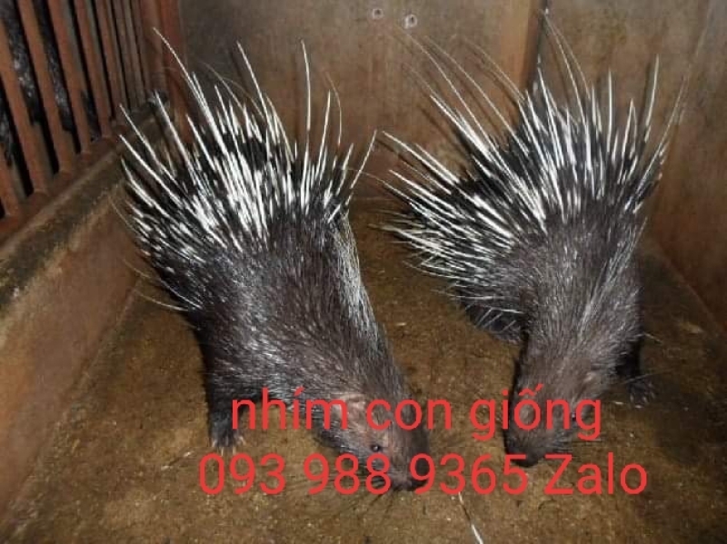 combo 5 trứng nhím ấp nở con giống